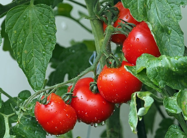 Tomate Unverträglichkeit - frische Tomaten am Zweig